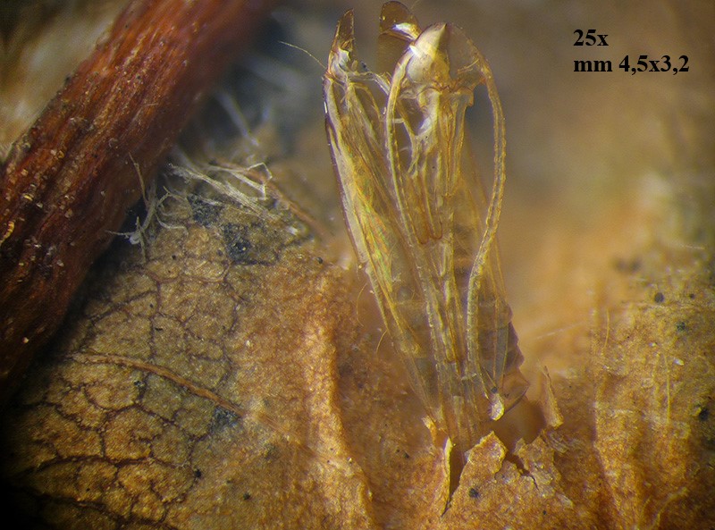 Phyllonorycter su ontano con parassitoidi